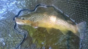 Big trout caught on a BCAA water