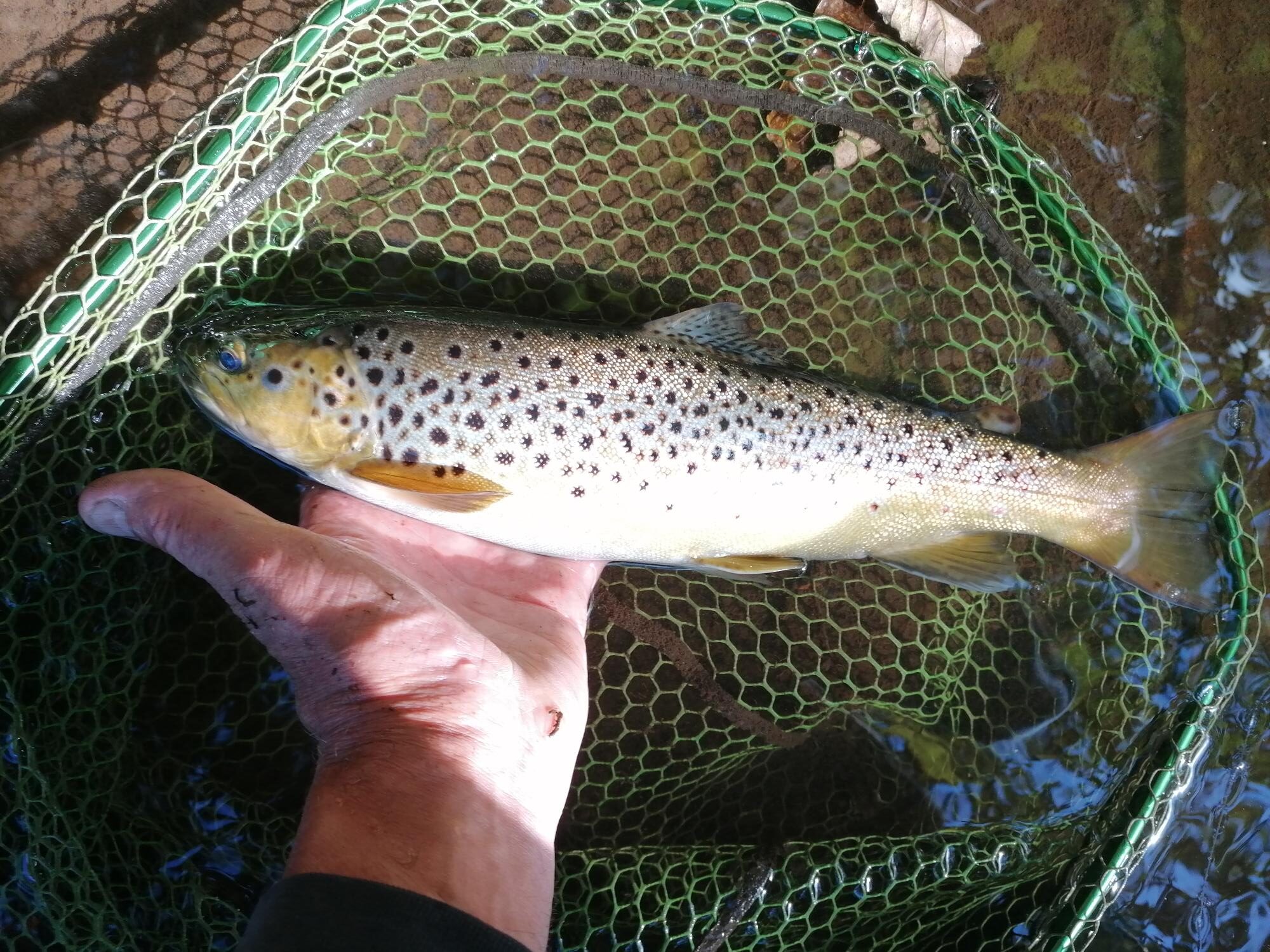 trout in landing net