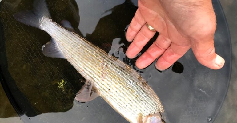 A fishing trip to the Bala and District AA waters