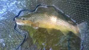 big trout in landing net