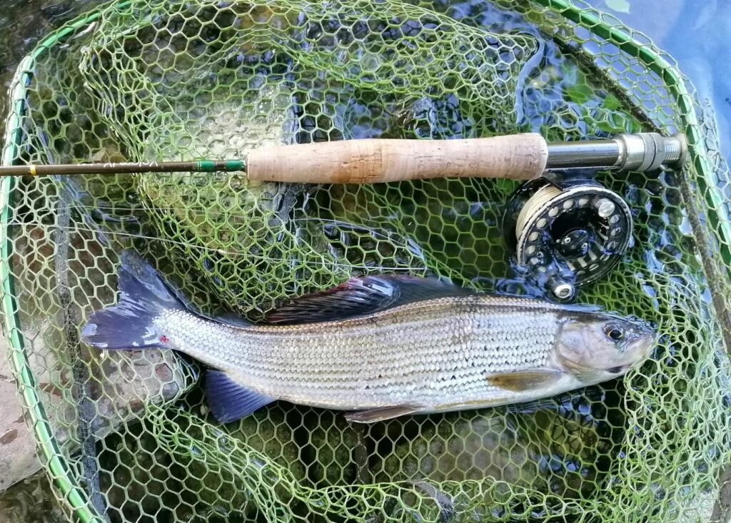 Grayling caught on BCAA River Aire