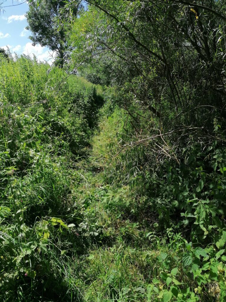 Path cut through willows beside River Aire