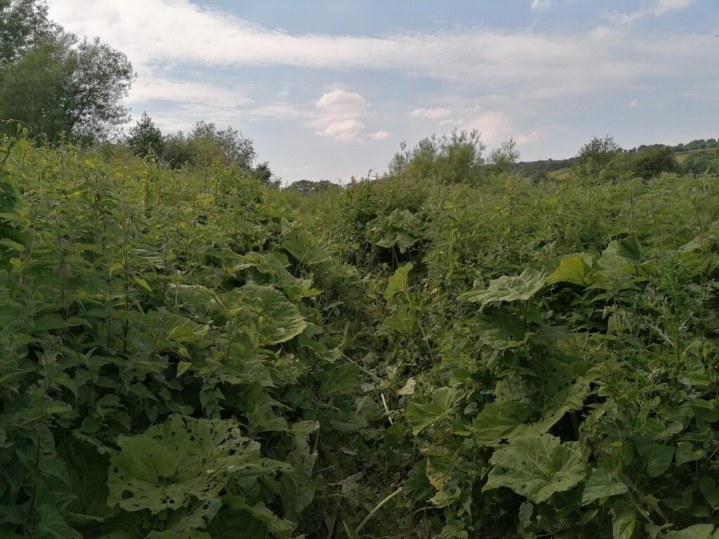 Path cut through butter burr and nettles