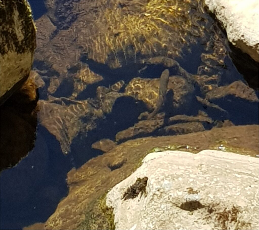 Brown trout in stream at Kirkgill river Wharfe