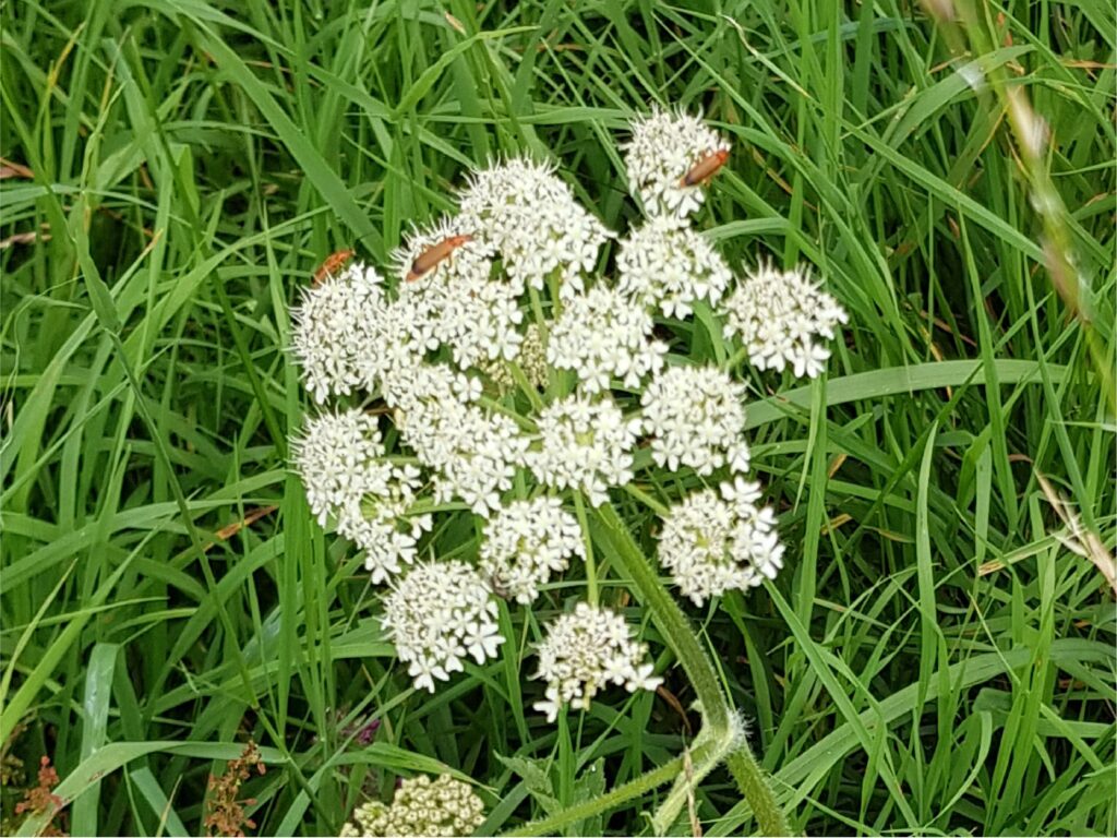 Soldier beetles on cow parsley