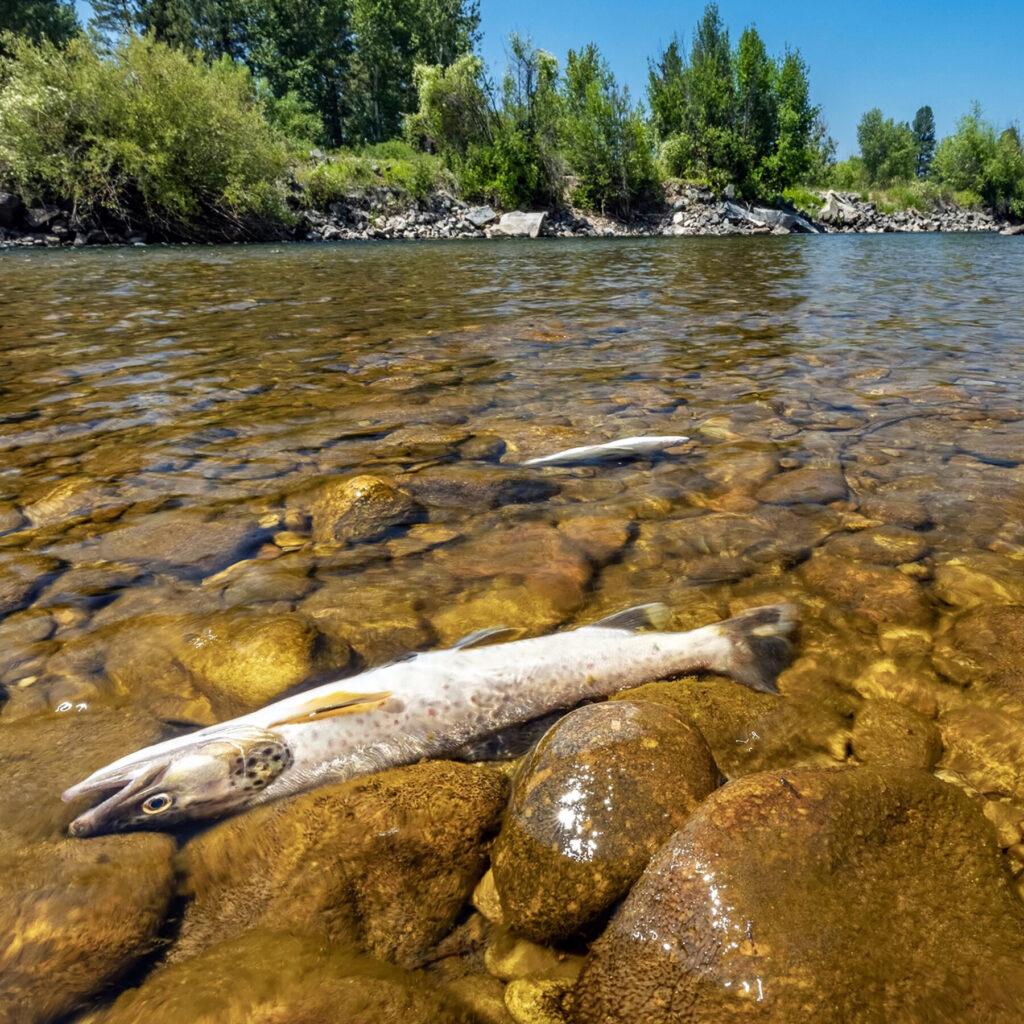 Brown trout dead from heat stress and draught