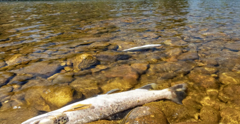 Brown trout  in hot weather