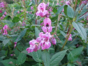 himilayan balsam flowers