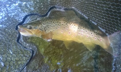 2022 Trout season – a bailiffs view.