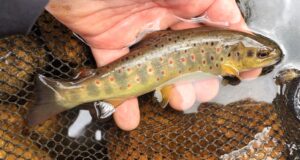 young brown trout