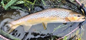 big brown trout