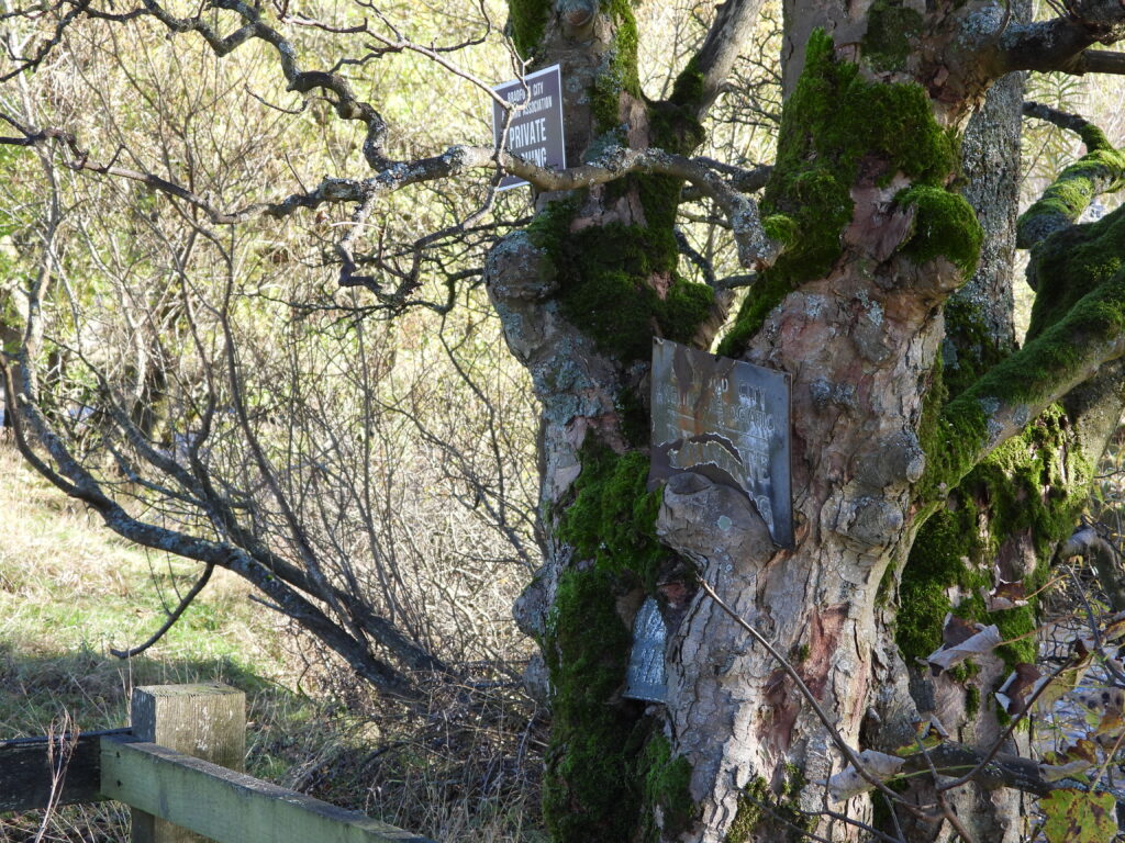 Old sycamore with embedded signs