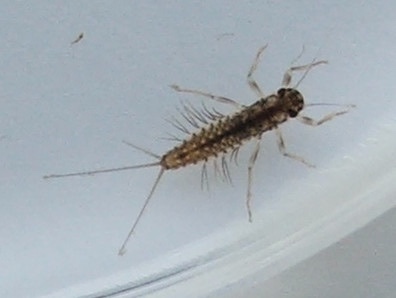 Riverfly Monitoring on Upper Aire