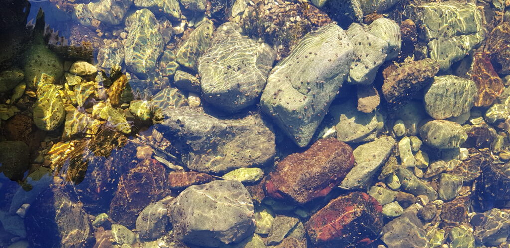 Stones on river bed covered with caddisfly nymphs