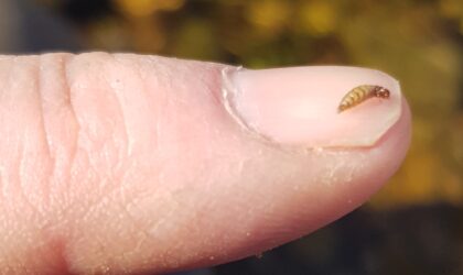 Late December observations from the River Wharfe