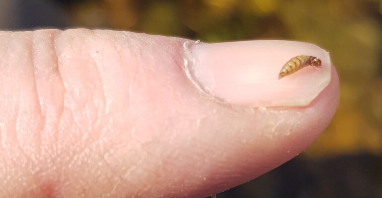 Late December observations from the River Wharfe