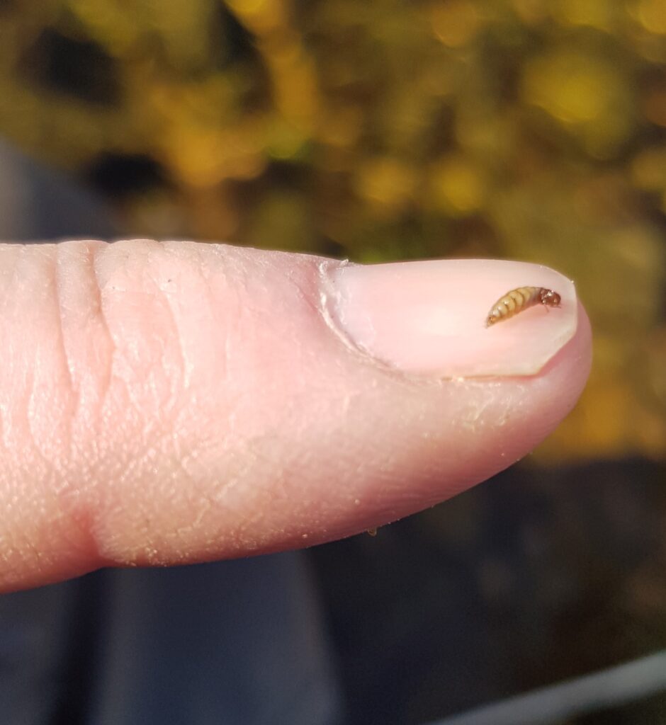 The nymph inside a caddis case.