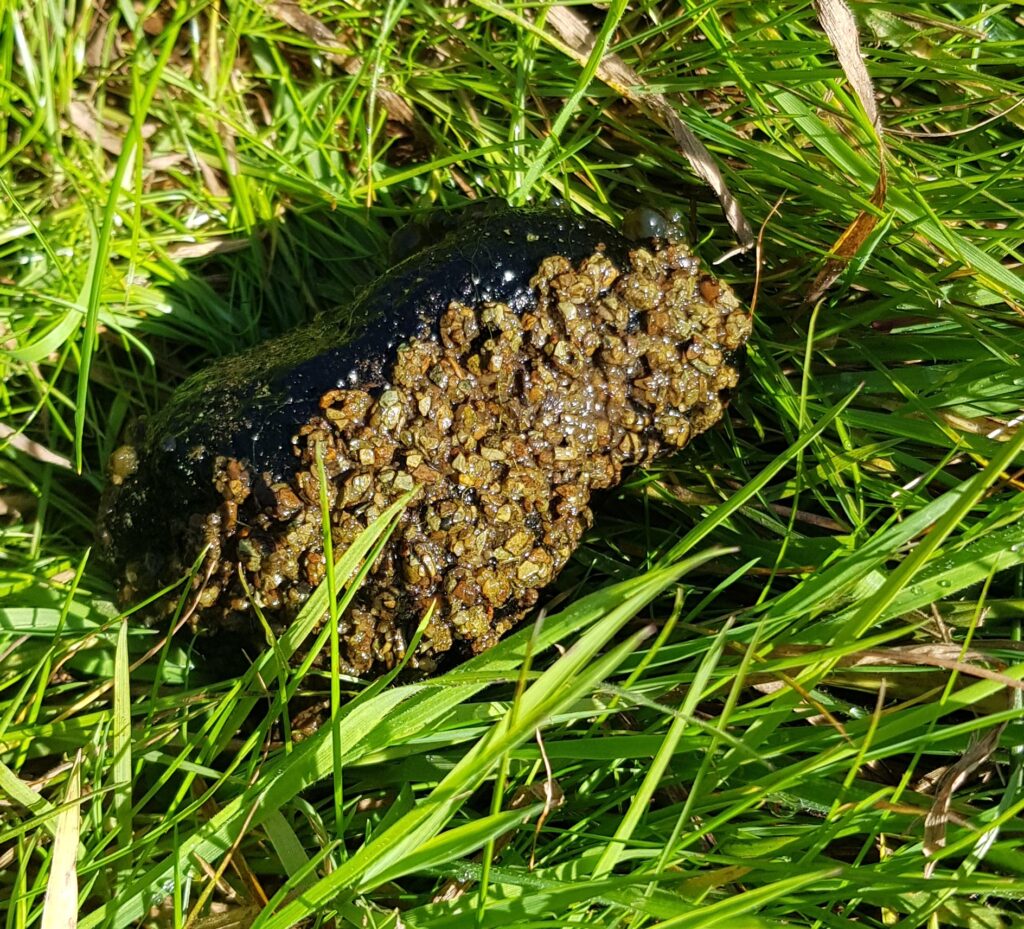 Caddis encrusted stone